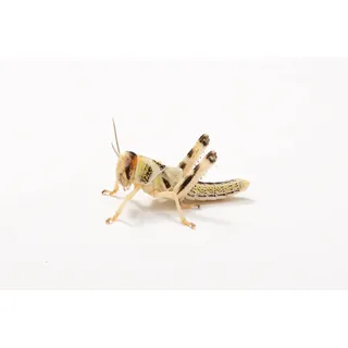 Wüstenheuschrecken mittel, Großpackung Futtertiere 100 Stück, Futterinsekten für Reptilien und Vögel in verschiedenen Größen erhältlich