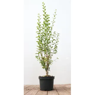 Pflanzen Für Dich Ligustrum vulgare 'Atrovirens' 60–100 cm