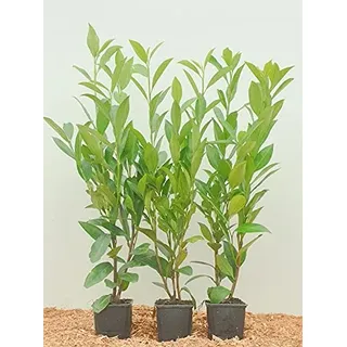 Prunus lauroc winterharte Heckenpflanze Kirschlorbeer 20-30cm im Topf gewachsen