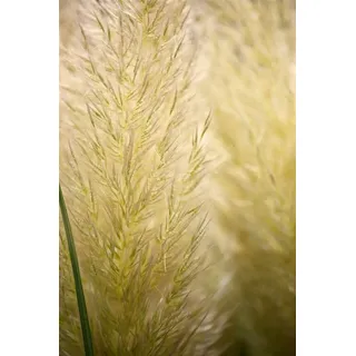 Pflanzen Für Dich Pflanze Cortaderia selloana Evita