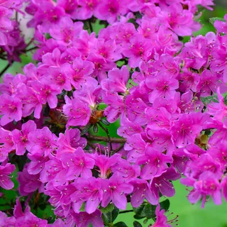 1 X AZALEA 'GEISHA PURPLE' JAPANISCHER IMMERGRÜNER STRAUCH ROBUSTE PFLANZE IM TOPF