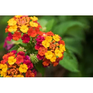 Wandelrose (Lantana camara) bicolour, frosthart bis -5