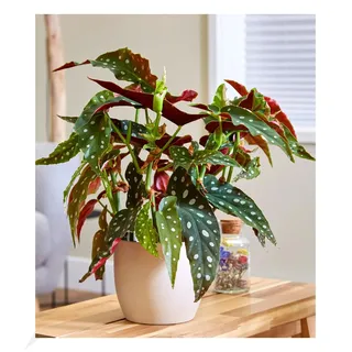 BALDUR Garten 1x Forellenbegonie Maculata, groß, Pflanze im 14 cm-Topf