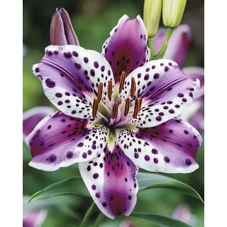 Mehrjährige Blumenzwiebel ist winterhart,Blumenzwiebel Mix, Mysteriöse magische Glühbirne, Winterhart pflanzen, Winterhart zwiebeln-2 Lilienknollen