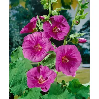 Pflanzen für Dich Staude Lavatera olbia Bredon Springs, 1 St., Buschmalve, Strauchmalve rosa