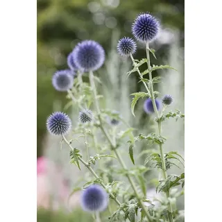PlantaPro Staude Echinops ritro
