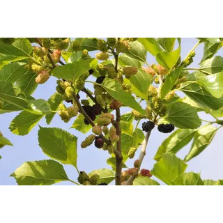 Pflanzen Für Dich Gehölze Morus nigra, 1 St., Schwarze Maulbeere, Maulbeerbaum weiß