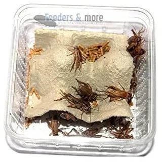 Feeders & more 1 Dose mittlere Steppengrillen, Zweifleckgrillen, Futterinsekten Futtertiere