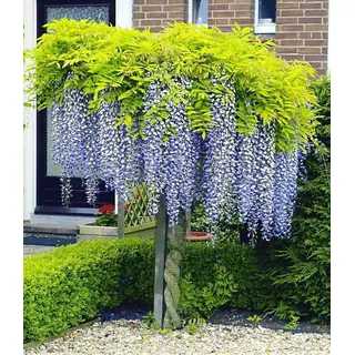 BALDUR Garten 1x Blauregen auf Stamm winterhartes Stämmchen, Pflanze im 2 Liter-Topf, Wisteria sinensis Glycinie Zierstämmchen, bienenfreundlich, für Standort in der Sonne geeignet, blühend