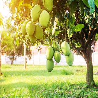 Mango Samen SäUlenobst BäUme Garten Winterhart Obst Samen Baumsamen Seltene Pflanzen Zimmerpflanzen Garten Bio Saatgut GewäChshaus Balkon Bonsai Samen Pflanzen Garten Geschenk KüBelpflanzen 3 StüCke