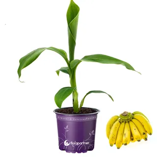Musa-basjoo Bananenpflanze Winterharte-Banane 12cm Topf 1 Pflanze