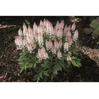 Tiarella Schaumblüte Spring Symphony - winterhart, im Topf 12 cm, in Gärtnerqualität von Blumen Eber - 12cm