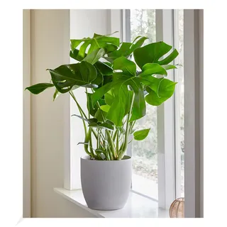 BALDUR Garten Monstera, 1 Pflanze, Fensterblatt, Monstera deliciosa, Zimmerpflanze Grünpflanze Zimmerpflanze luftreinigend. mehrjährig - frostfrei halten