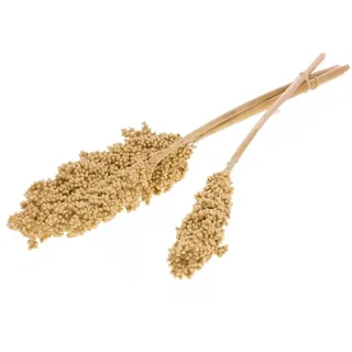 NaDeco Indian Corn Trockenblumen 3 Stiele, ca. 60 cm, Sorghum-Hirse | Etwa 60 cm lang, getrocknet und naturbelassen, die Körner sitzen fest und fallen beim Verarbeiten kaum ab
