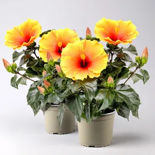 Hibiskus HibisQs® 'New Apollo' gelb-orange-rot, Topf-Ø 12 cm, 2 Pflanzen