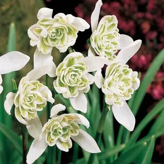 25 Blumenzwiebeln Gefüllte Schneeglöckchen Galanthus Flore Pleno