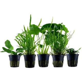 AquaOne Aquarium Pflanzen 5X Wasserpflanzen Aufsitzer Aquarienpflanzen | Anubias Hygrophila Microsorum, Set mit 5 einfachen Topf Aquariumpflanzen