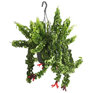 Dehner Schamblume Ø Aeschynanthus lobbianus, Rasta, Ampel, Grün, Rot