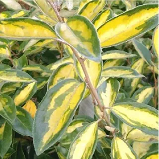 Wintergrüne Ölweide 'Limelight' - Elaeagnus Ebbingei 'Limelight' - 30-40 cm Topf - Gelbgrüne Blätter und duftende Blüten