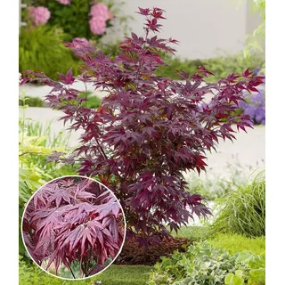 BALDUR Garten 1x Japanischer Ahorn 'Burgund', Pflanze im 12 cm-Topf