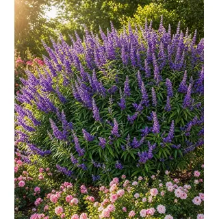 BALDUR Garten Zierstrauch Mönchspfeffer 'Queen Bee®', 2 St., Sommerflieder,winterhart, lange Blütezeit, pflegeleicht blau