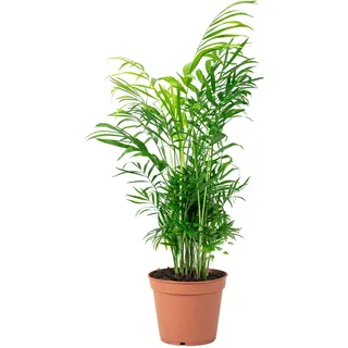 Bergpalme - pflegeleichte Zimmerpflanze, Chamaedorea elegans - Höhe ca. 55 cm, Topf-Ø 17 cm