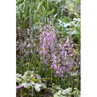 PlantaPro Salvia pratensis 'Rose Rhapsody', Wiesensalbei rosa, ca. 9x9 cm Topf
