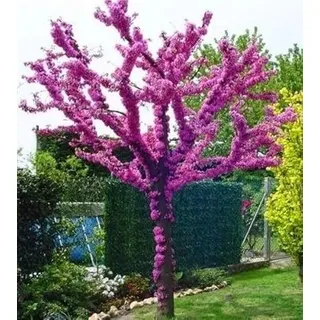 Judasbaum Cercis canadensis Pflanzen Setzlinge Schöne rosa Blüten, großer Sämling 35-50cm