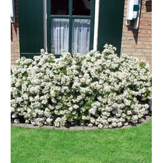 BALDUR Garten 1x Orangenblume White Dazzler®, Pflanze im 9x9 cm-Topf, Choisya ternata, robust, insektenfreundlich, stark duftend, winterhart bis -10 °C, pflegeleicht, Wasserbedarf gering, blühend
