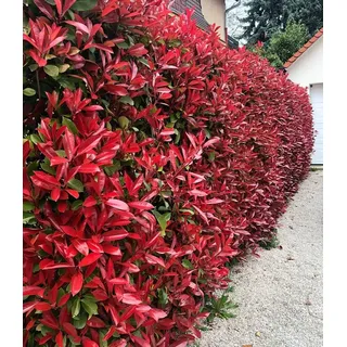 BALDUR Garten 50x Immergrüne Photinia-Hecke 'Red Robin', Pflanzen im 9x9 cm-Topf, Glanzmispel winterhart, blühend, Photinia fraseri 'Red Robin', Photinia fraseri, schnellwachsend