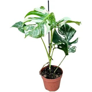 Fensterblatt - Monstera Thai Constellation, Höhe ~ 45 cm, Ø17 cm Topf, 1 Pflanze