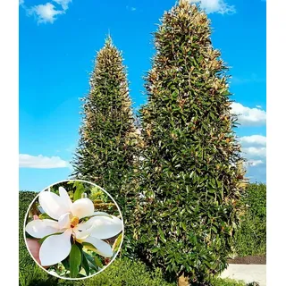BALDUR Garten Zierstrauch Immergrüne Magnolie 'Alta®', 1 St., Magnolia grandiflora, duftend, winterhart, mehrjährig weiß