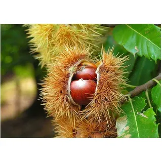 Edelkastanie Castanea sativa Pflanze 25-30cm Esskastanie Maronen Maroni Kastanie