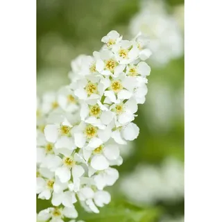 Pflanzen Für Dich Prunus Padus C3 60–100