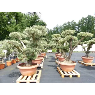 grünwaren Olivenbaum Pon Pon Olive Gartenbonsai Bonsai Formgehölz, winterhart