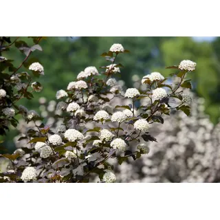 pflanzen-für-dich.de - Physocarpus Opulifolius 'diabolo' -r- 5l 60- 80