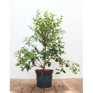 Pflanzen Für Dich Osmanthus Burkwoodii c 3 30-40