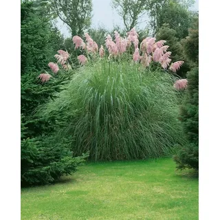Pflanzen Für Dich Cortaderia Selloana Rosea Pampasgras Rosa 3-5 Liter Container