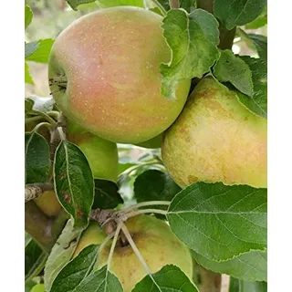 Finkenwerder Herbstprinz, alte Apfelsorte, Buschbaum (kleinbleibend), 120-140cm im Topf, Synonym Hasenkopf