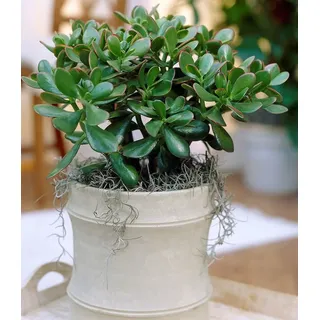 BALDUR Garten Zimmerpflanze Geldbaum Crassula, 1 St., Dickblattgewächs, pflegeleicht grün