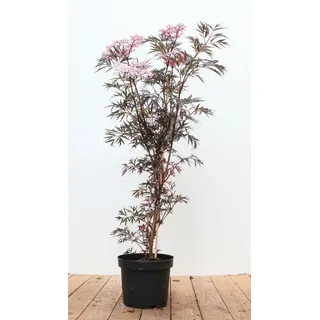 pflanzen-für-dich.de Sambucus Nigra Black Lace' Schwarzer Holunder Dunkelrot 60–80 cm