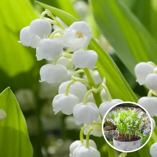 Plant in a Box - Maiglöckchen - 10 Stk - Convallaria 'Majalis' - Blumenzwiebeln - Weiß