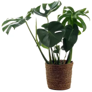 Tchibo - Monstera mit Übertopf - grün
