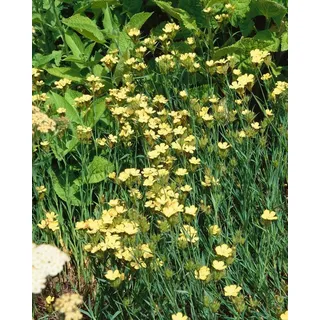 Pflanzen Für Dich Dianthus Knappii P 0,5