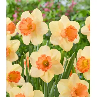 BALDUR Garten Blumenzwiebeln Narzisse 'Fulfillment', Osterglocke,winterhart, kontrastreiche Blüten,duftend, pflegeleicht bunt