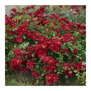 Pflanzen für Dich Rose Rosa 'The Fairy rot'