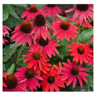Stauden Gänge 1 x Echinacea purpurea 'Lakota Red' Roter Purpursonnenhut