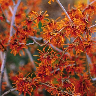 Orange Zaubernuss Aphrodite - Hamamelis intermedia Aphrodite - gelb-orange leuchtend winterblühend - Strauch mit angenehmem Duft - von Garten Schlüter - Pflanzen in Top Qualität