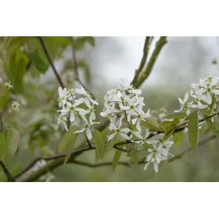 Pflanzen Für Dich Amelanchier laevis Kupfer-Felsenbirne 100–125 cm Weiß Blühend