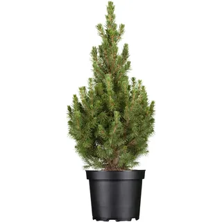 OBI Zuckerhutfichte Conica Höhe ca. 20 - 30 cm Topf ca. 2 l Picea